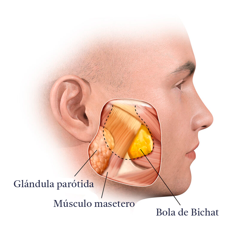 Bichectomia-Anatomia-A